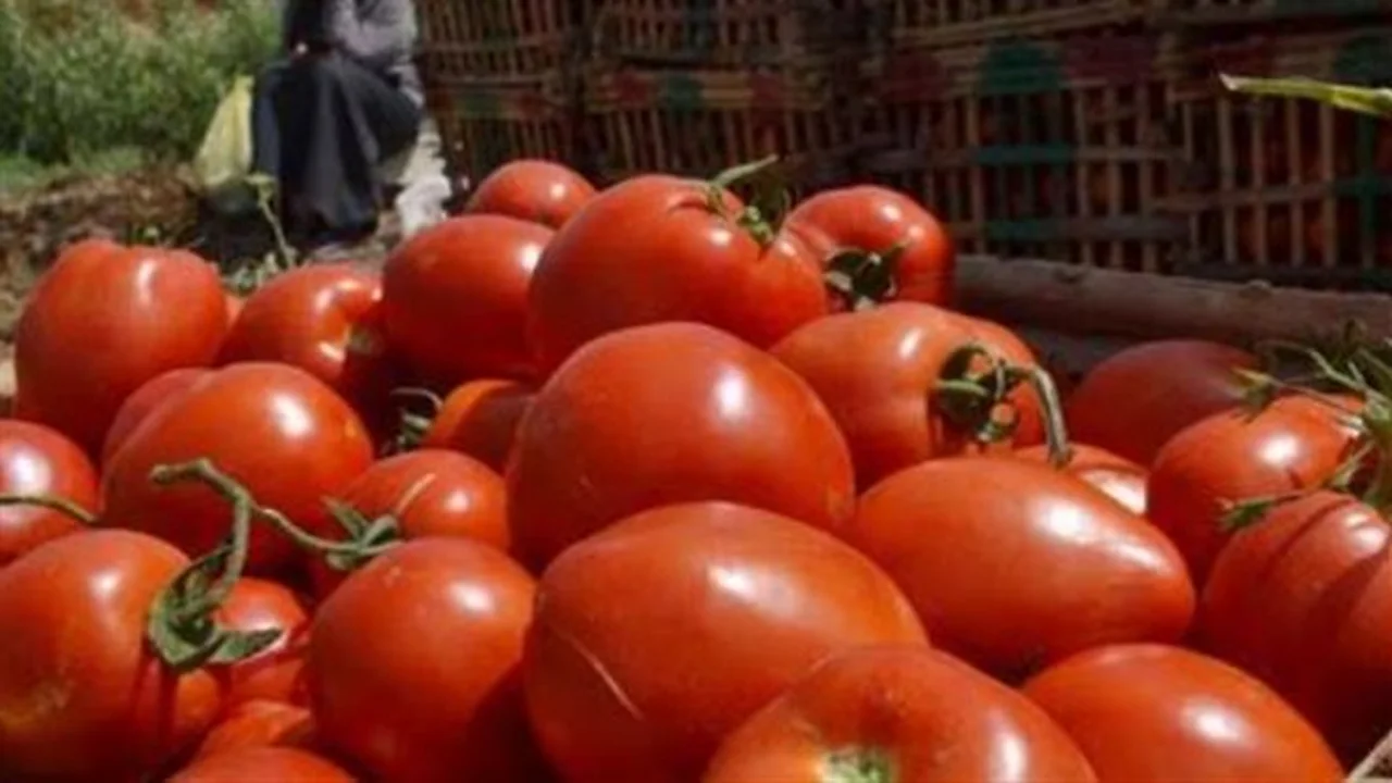 أسعار الطماطم والبطاطس والبصل تسجل تغيرات ملحوظة اليوم